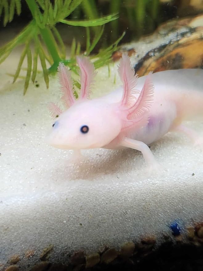 Axolotl Food Soft Moist Sinking Pellets for Axolotls,1/8" 3.2mm Rangen Salmon Sinking Soft Pellets with Squid,Shrimp & Spirulina A4R (8oz)