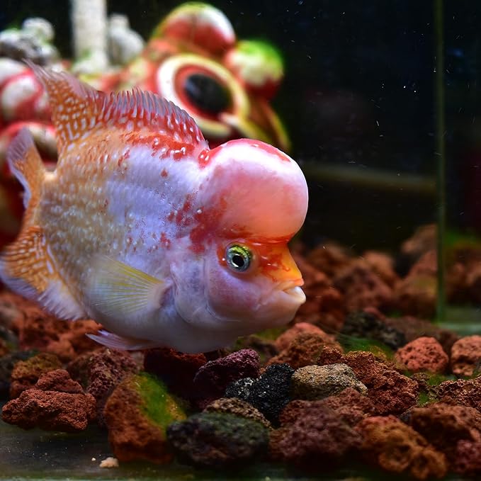 About 30 PackAquarium Red Lava Rock Fish Tank Volcanic Pumice Stones for Shrimp Betta(1''-1.2'')