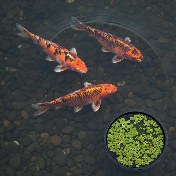 10Pcs Fish Feeding Ring for Fish Tank 5 Sizes Aquarium Floating Plant Barrier Round Floating Plant Corral Aquarium Accessories for Fishes Tank Floatings Plants