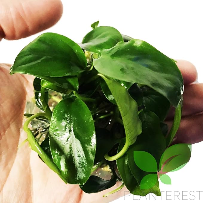 Anubias Barteri Variegated Tissue Culture Cup Freshwater Live Aquarium Plants Decoration BUY2GET1FREE