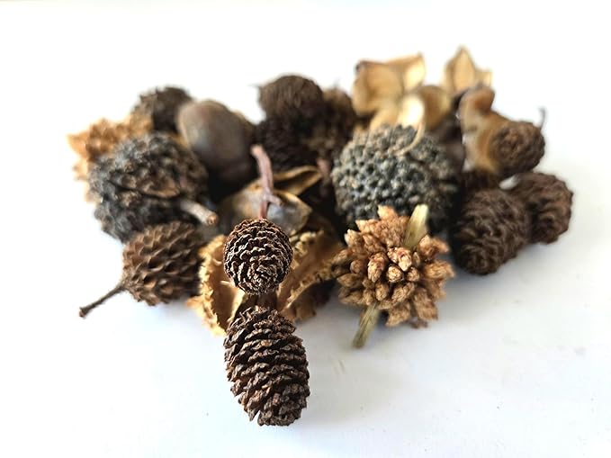 Natural Botanical Seed Pods, 37-Piece Premium Small Seed Pod Mixed Variety Pack, Bioactive Botanicals, Nano Terrarium Decor, Isopod Food and Hides, Aquarium Botanicals