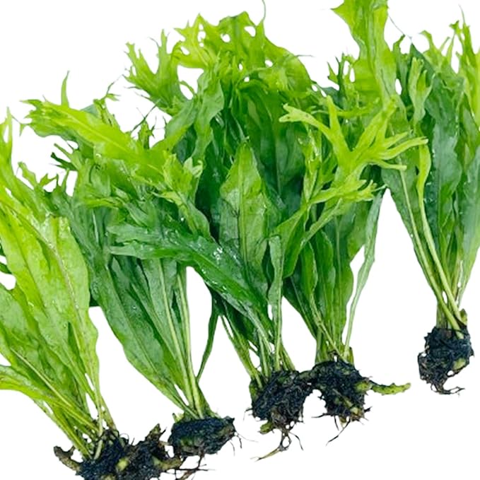 5X Java Fern Windelove Microsorum Pteropus Looses Aquarium Live Plant for Fish Tank Decoration