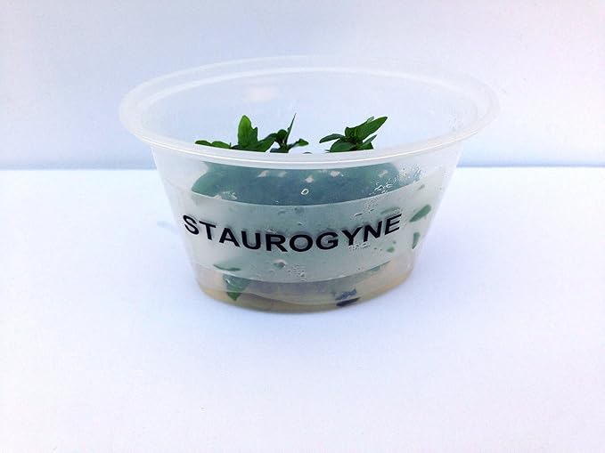 Staurogyne Repens Tissue Cultured - Foreground Aquarium Plant