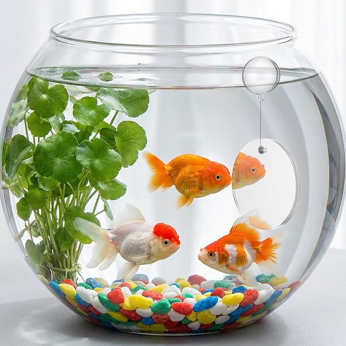 2 PCs Fish Feeding Ring with 1 Floating Mirror, Betta Ring Enrichment Toys, Exercise Training Rings and Betta Mirror for Tank Beta Fish Toys Beta Floating Aquarium Decor