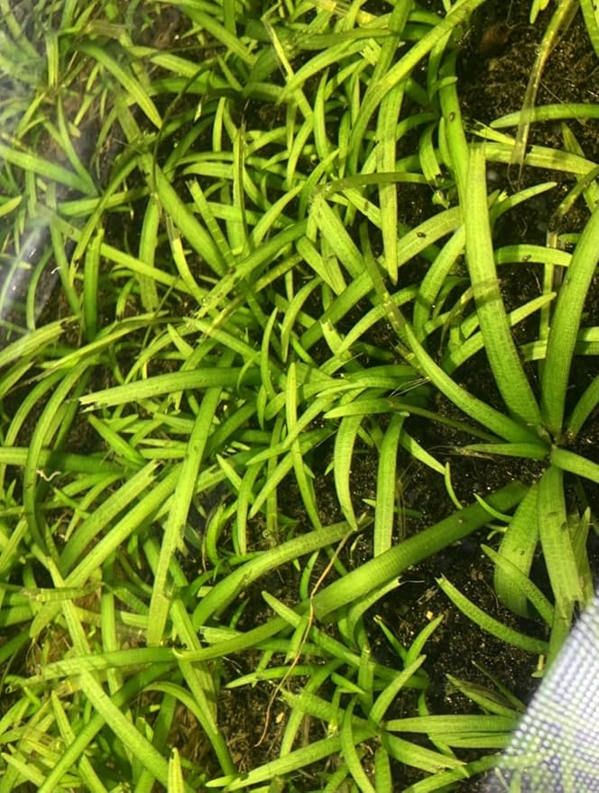 15x Dwarf Sagittaria Subulata Dwarf Sag Live Aquarium Plants Aquatic Carpet Plant Buy 2 GET 1FREE