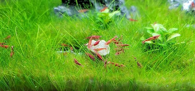 Calcium Feeder Disks for Shrimp, Snails, Crabs, Crayfish, Hermit Crabs and All Tropical Fish, 100 Count Jar of Small Calcium Feeder Disks
