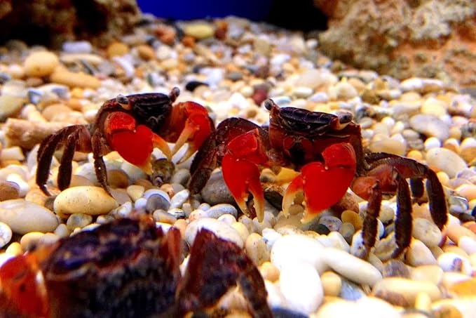 Medium Size Calcium Feeder Stars & Shells for Shrimp, Snails, Crabs, Crayfish, Hermit Crabs and All Tropical Fish…50 Count Bag
