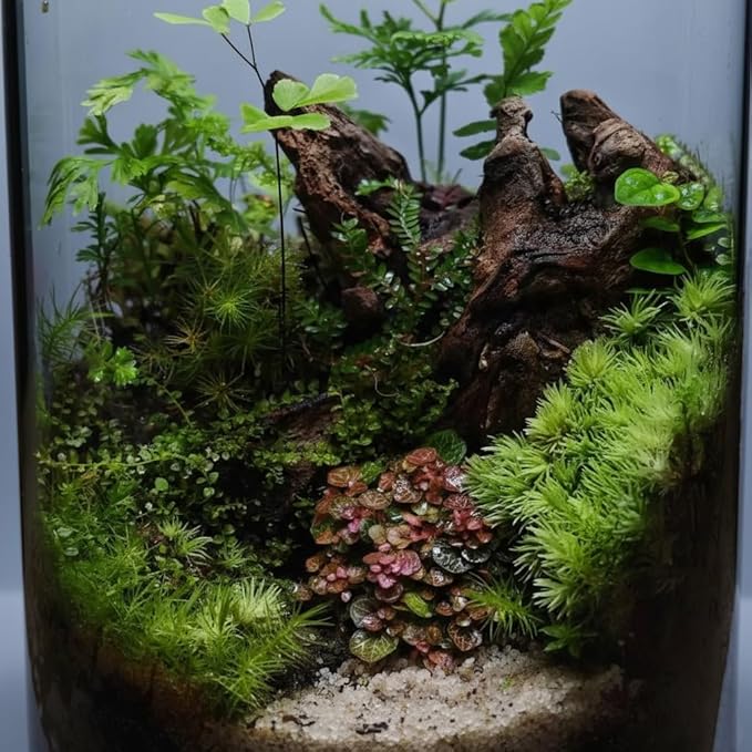 emours Mopani Aquarium Driftwood, Fish Tank Aquascape Wood for Shrimp & Betta, Also for Terrariums & Reptiles, Assorted Branches, 3-Pack Small (8-12 in / 20-30 cm)