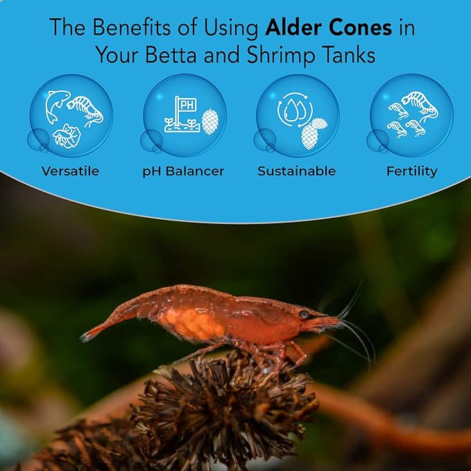 JOR Alder Cone Water Conditioner for Betta Fish, Creates Native Habitat, Relieves Stress, Serves As A Nursery and Food Source, Lowers Water pH, Can Be Used in Filter Or Freely in Aquarium, 60 pcs