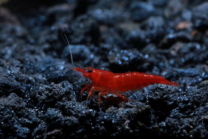 Live Freshwater Aquarium Shrimp - Neocaridina (Bloody Mary, 5 Pack)