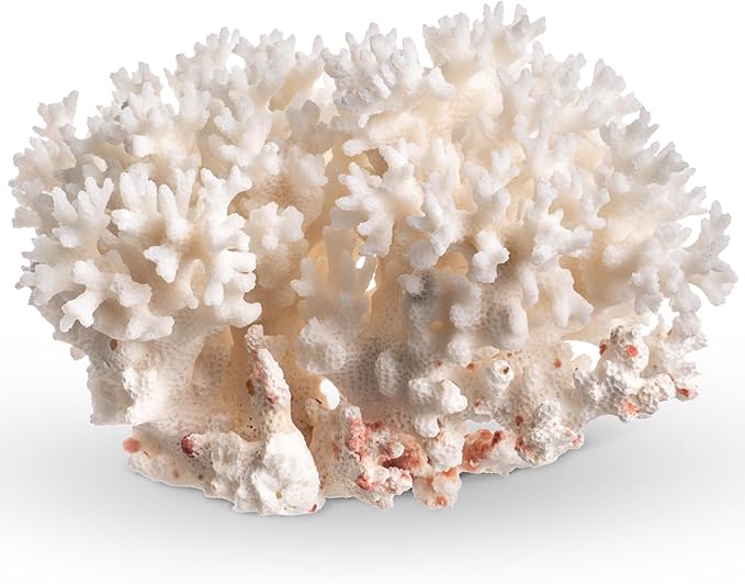 White Sea Coral | 4-5" Lace Coral Pocillopora Damicornis | Plus Free Nautical eBook by Joseph Rains