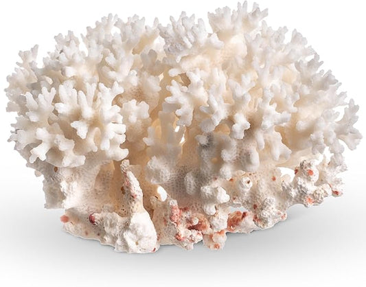 White Sea Coral | 4-5" Lace Coral Pocillopora Damicornis | Plus Free Nautical eBook by Joseph Rains