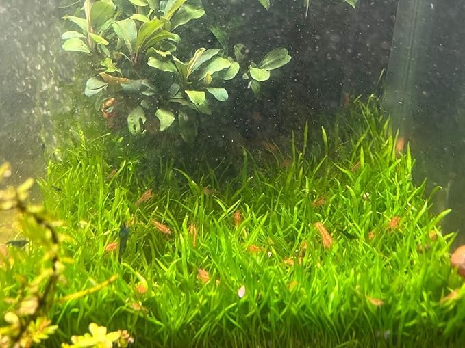 12 Live CPO Mexican Orange Dwarf Crayfish CPO