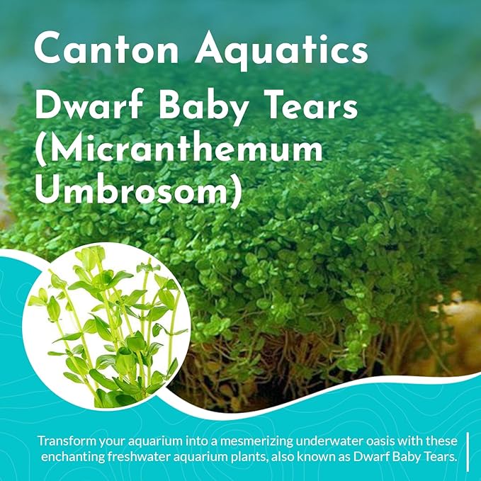 Dwarf Baby Tears Portion (Micranthemum Umbrosom)