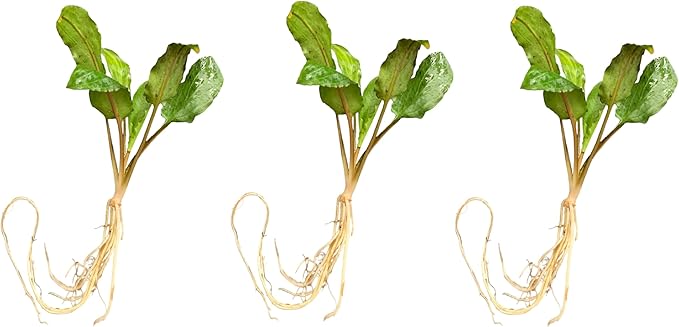 Cryptocoryne wendtii Green Live Aquarium Plants, 3 Pack, Indoor Aquatic Plant