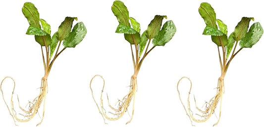 Cryptocoryne wendtii Green Live Aquarium Plants, 3 Pack, Indoor Aquatic Plant