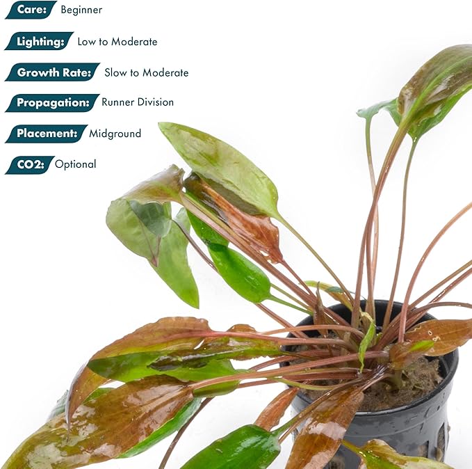 SubstrateSource Cryptocoryne Live Aquarium Plants - Freshwater Plant for Aquariums, Planted Fish Tanks - Beginner Friendly (Affinis Red, 1 Pot (3-5 Plants))