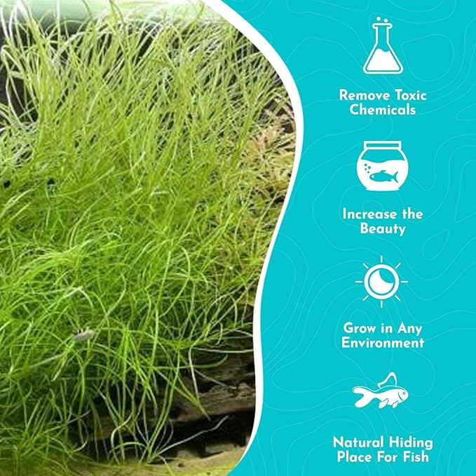 Pogostemon Stellatus Narrowleaf Live Aquarium Plant - Hardy Low Maintenance Freshwater Plant - Ideal for Betta and Shrimp Tanks - Ideal for Aquascaping & Fish Health - 2 Pot