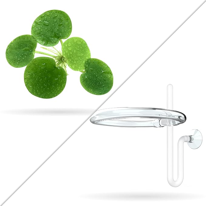 20+ Leaves Amazon Frogbit (+Free Bonus Plant +Invisible Feeding Ring) Live Floating Plant for Aquarium (Limnobium Laevigatum) by Aquarigram