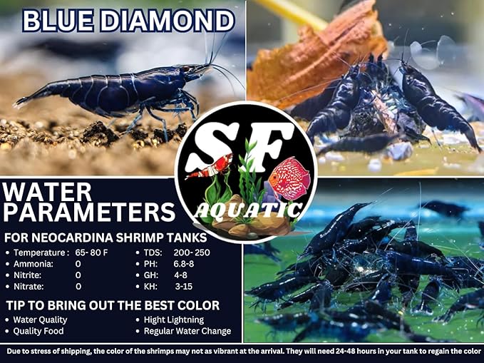 SF Aquatic™ 10 Blue Diamond High Grade Neocaridina Live Freshwater Aquarium Shrimps Fully Mature Breeding Age. Live Arrival Guarantee