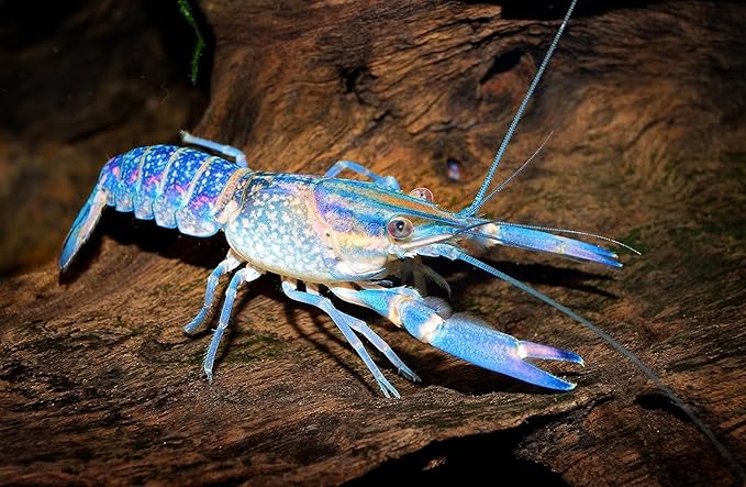 Super Freshwater Shrimp Food,Calcium,Spirulina,Crayfish & Snail Mix,Cherry Shrimp,Bottom Feeders - A109 (Veggie & Krill, 2oz)