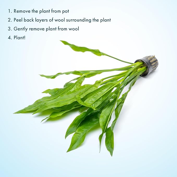 SubstrateSource Amazon Sword Echinodorus Bleheri Live Plant for Freshwater Aquariums, Natural Fish Tank Decorations, and Aquatic Decor (3 Pots (6-9 Plants))