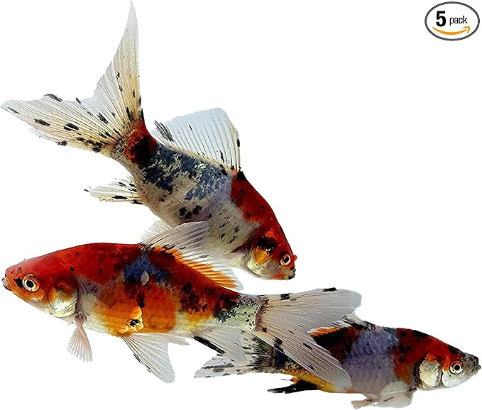 Toledo Goldfish Shubunkin Goldfish: Live Blue Calico Colored Goldfish with a Variety of Patterns - Perfect for Stocking Ponds, Aquariums, or Tanks - 6-8 Inches, 5 Count