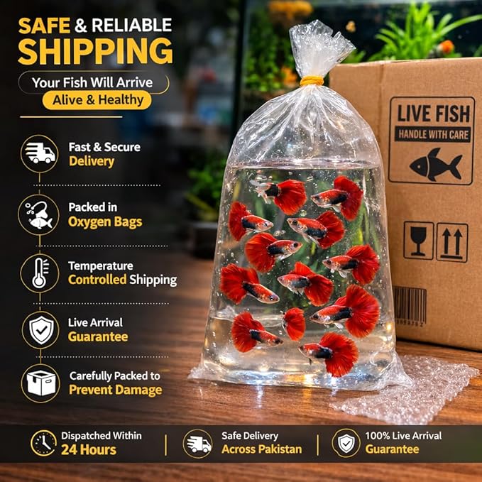5+ HB Red Rose Halfmoon Guppy Live Aquarium Fish Tropical Freshwater Guppies for Community and Planted Tanks Active Ornamental Live Fish with Live Arrival Guarantee (5+)