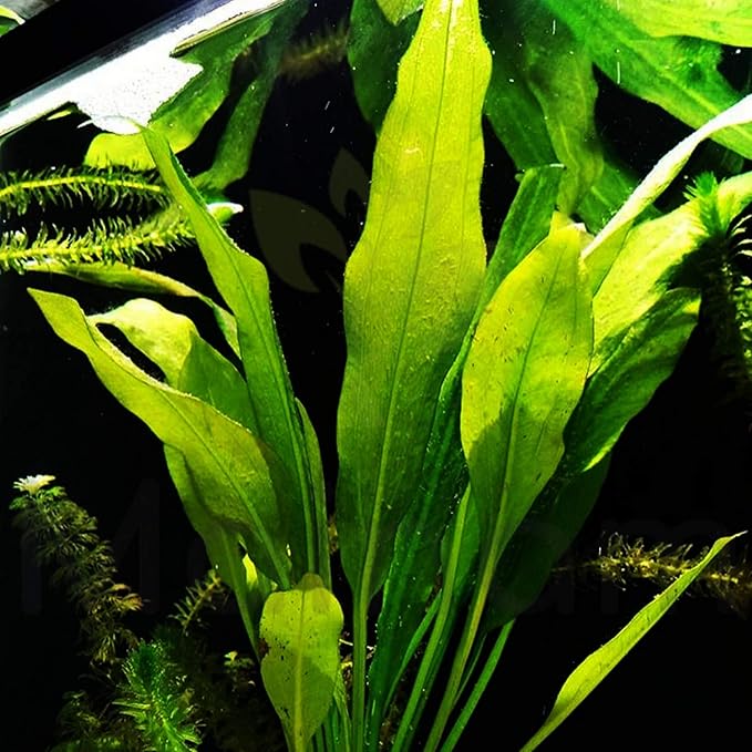 Mainam Echinodorus Amazonicus Amazon Sword Plant Bundle Tall Live Aquarium Plants Freshwater Background Fish Tank Decorations