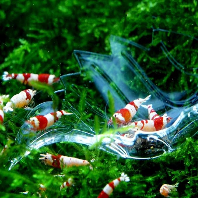 Shrimp Feeding Dish Shrimp Feed Dish Leaf Shaped Bowl