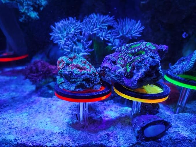 Fluorescent Acrylic Coral frag Rack,Live Coral Reef frag Bracket,frag Plugs Holder for Coral, This Set Contains Four columnar Acrylic Holders and Four White Premium Ceramic Bases