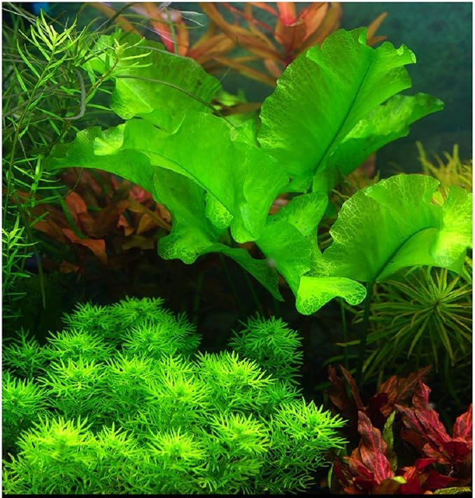 Hewnda 2 LB to Complete Freshwater Planted Aquarium Substrate,Aquatic Plant Cultivation Medium