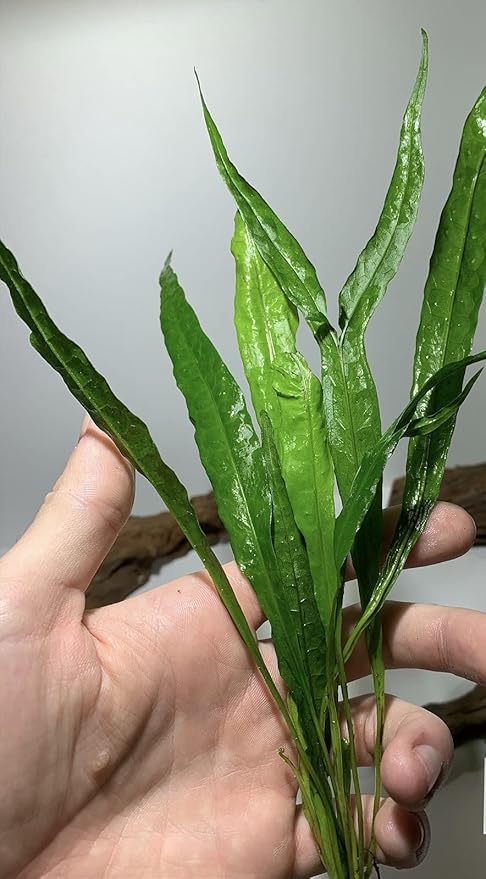 Java Fern Microsorum Pteropus Easy Low Light Live Aquarium Plant - Buy 2 Get 1