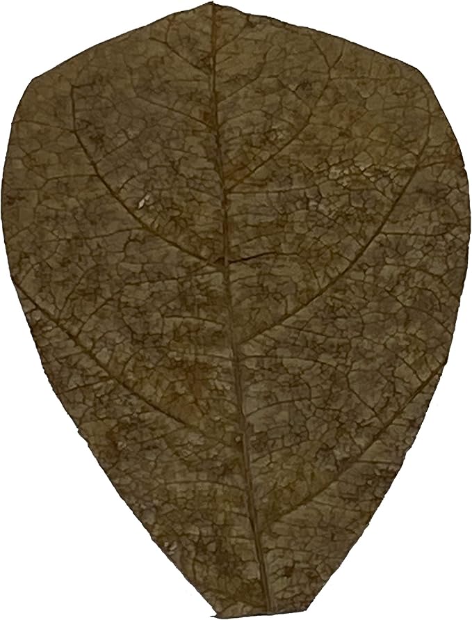 Awesome Aquatic Shrimp & Betta Leaves Catappa/Indian Almond, Dadap, Mulberry Natural Habitat Tannin Producing Improves Immunity Easy to USE (Catappa Mini 2 in 25 Pk)