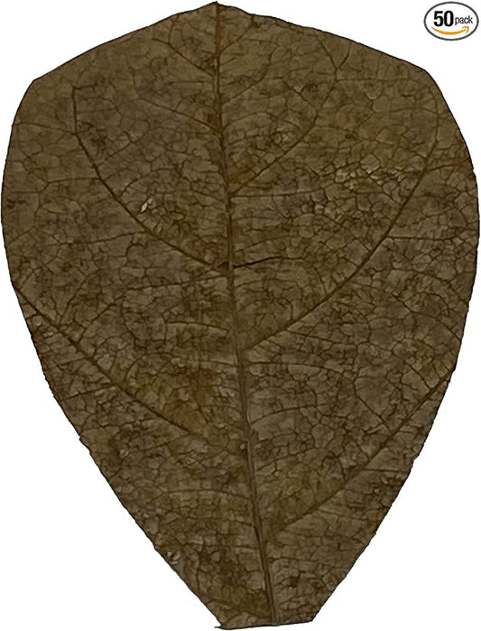 Awesome Aquatic Shrimp & Betta Leaves Catappa/Indian Almond, Dadap, Mulberry Natural Habitat Tannin Producing Improves Immunity Easy to USE (Catappa Mini 2 in 50 Pk)