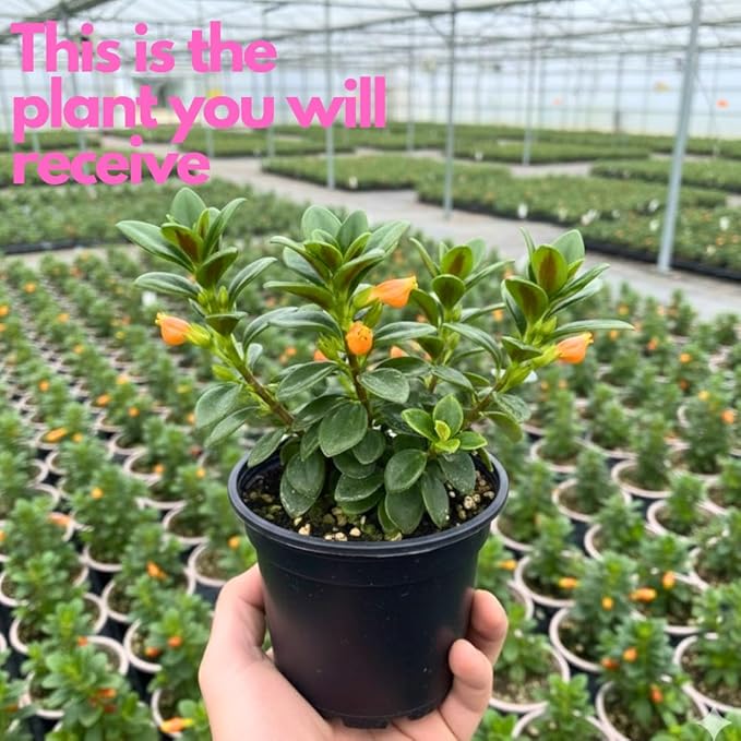 Trailing Goldfish Plants Live Houseplants | Live Columnea Nematanthus in 4-Inch Pot | Colorful Trailing Goldfish Plant for Indoors | Perfect for Tables & Home Décor | Ideal Gift for Plant Lovers