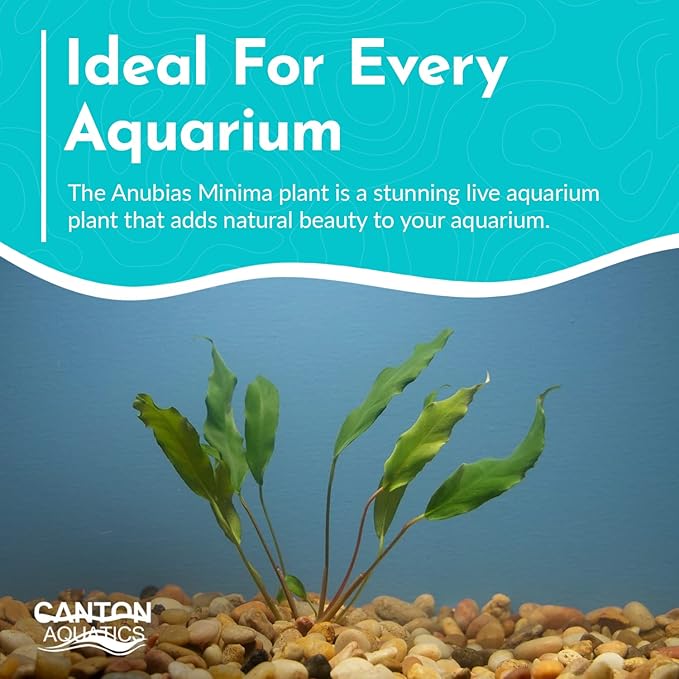 Anubias Minima Live Freshwater Aquarium Plant – Hardy Low Maintenance Aquatic Plant - Ideal for Low Light & Natural Fish Tank Decoration - Safe for Shrimp & Betta - 2 Inch Pot