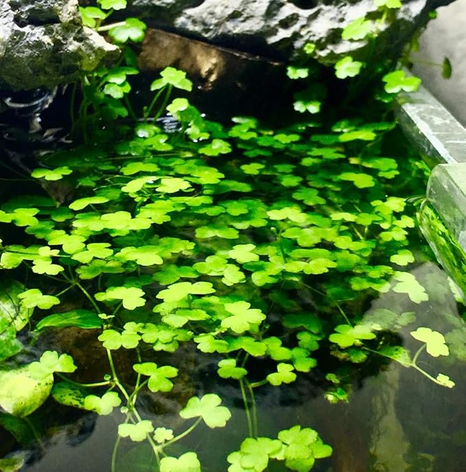 Dwarf Pennywort Japan Tissue Culture | Hydrocotyle Tripartita Japan Freshwater Live Aquarium Plant