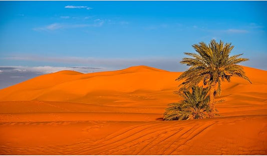 Desert Reptile Tank Background Majestic Sunset Desert Landscape Terrarium Background Desert Palm Tree Sand Dunes Reptile Habitat Background Sunrise Sahara Desert Aquarium Fish Tank Background 72x24in
