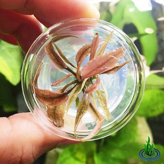 (Cryptocoryne Pink Flamingo Mini) Live Aquarium Plants in Tissue Culture Cup Anubias, Cryptocoryne, Bucephalandra, Piptospatha Ridleyi and More 100% Pest Snail and Algae free by Greenpro