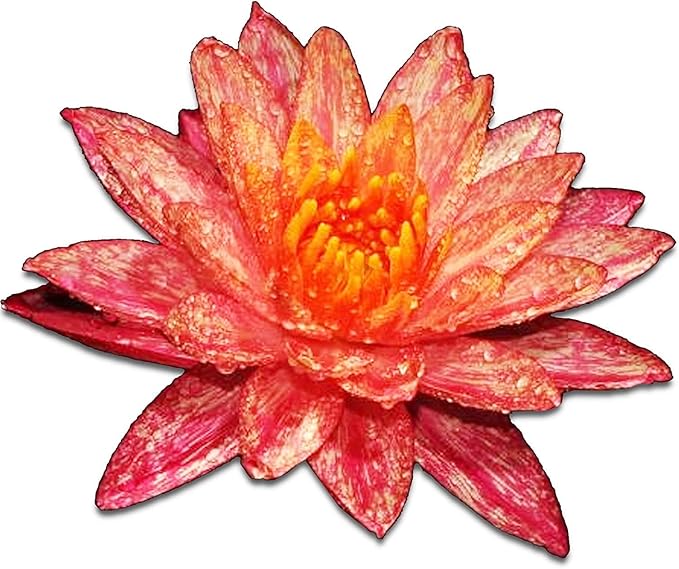 Live Aquatic Plant Nymphaea Wanwisa Red Hardy Water Lilies Tuber for Aquarium Freshwater Fish Pond