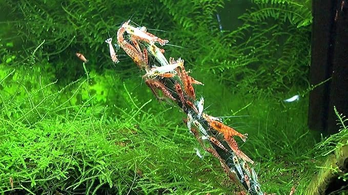GlasGarten Shrimp Lollies - 4in1 Power Shrimp Food