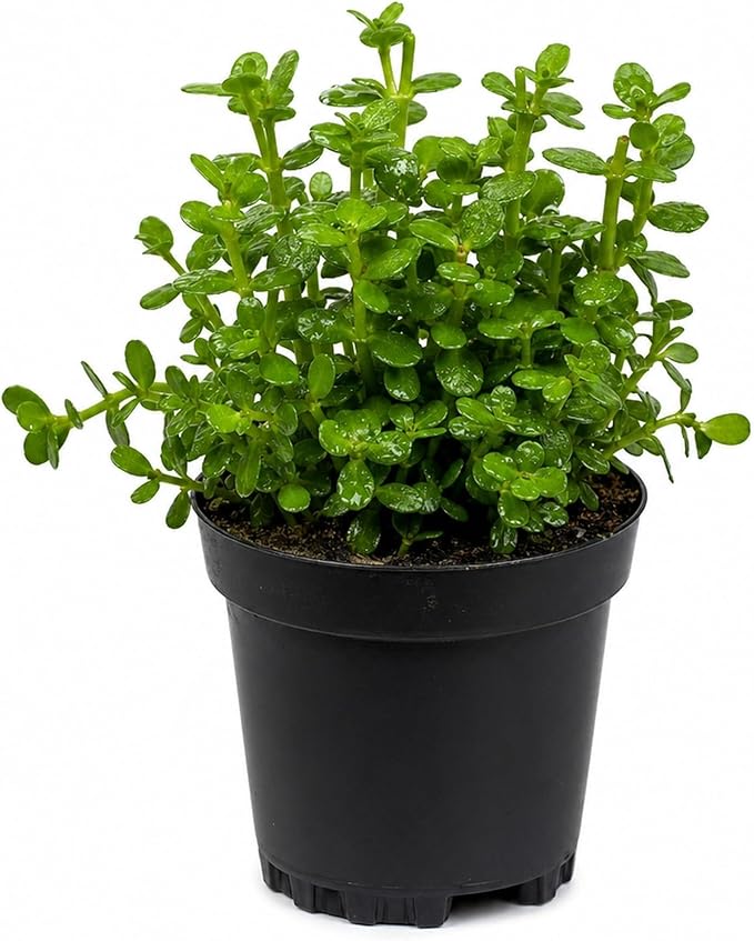 Moneywort Bacopa Monnieri Live Aquarium Plant Stem Bundle Freshwater Easy Beginner Background Plant - Low-Medium Light
