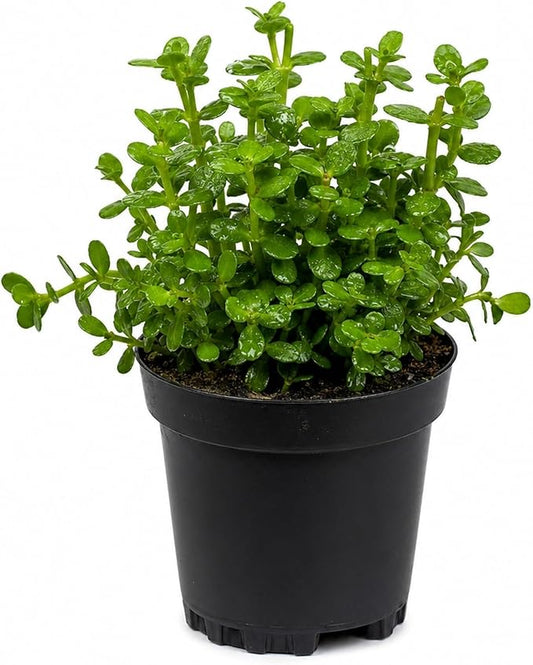 Moneywort Bacopa Monnieri Live Aquarium Plant Stem Bundle Freshwater Easy Beginner Background Plant - Low-Medium Light