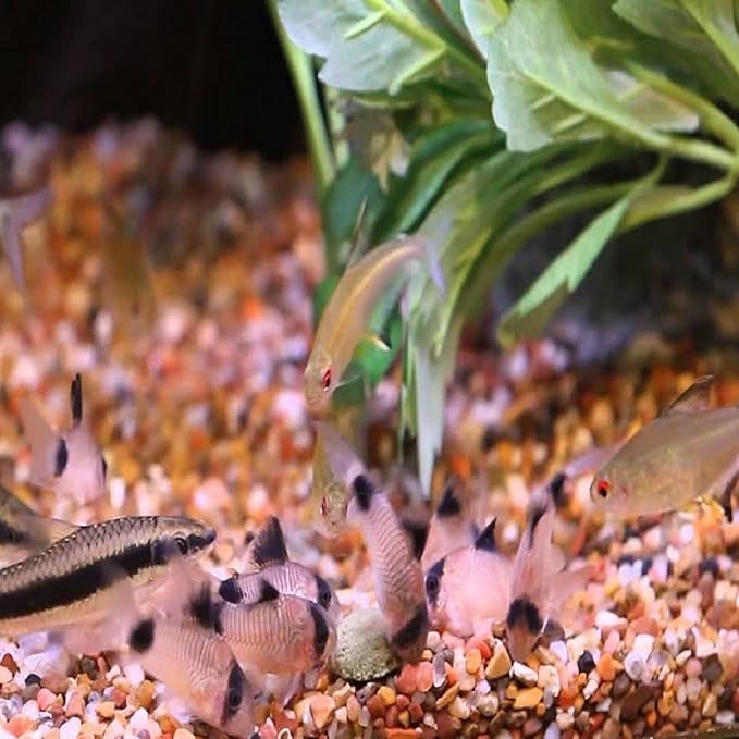 4-Type Ultra Mix of 12mm - 1/2'' Wafers, Spirulina-Algae Worm & Shrimp Wafer, Intense Color Enhancing Wafers. Plecos, Shrimp, Snails, All Tropical Fish...5-lbs