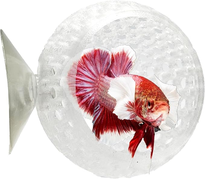 CTWPets Natural Betta Bulb Hide | Betta Rest Fish Tank Ornament | Aquarium Cave with Suction Cup for Small Fish Tank, Betta Habitat, Shrimp Hideout, Aquatic Decor (Transparent)