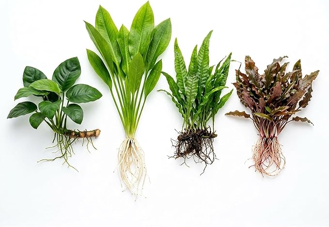 Live Aquarium Plants Essential Bundle 4 Pack for Up to 10 Gallon Tanks, Assorted Freshwater Plants for Aquascaping