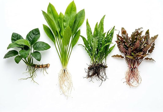 Live Aquarium Plants Essential Bundle 4 Pack for Up to 10 Gallon Tanks, Assorted Freshwater Plants for Aquascaping