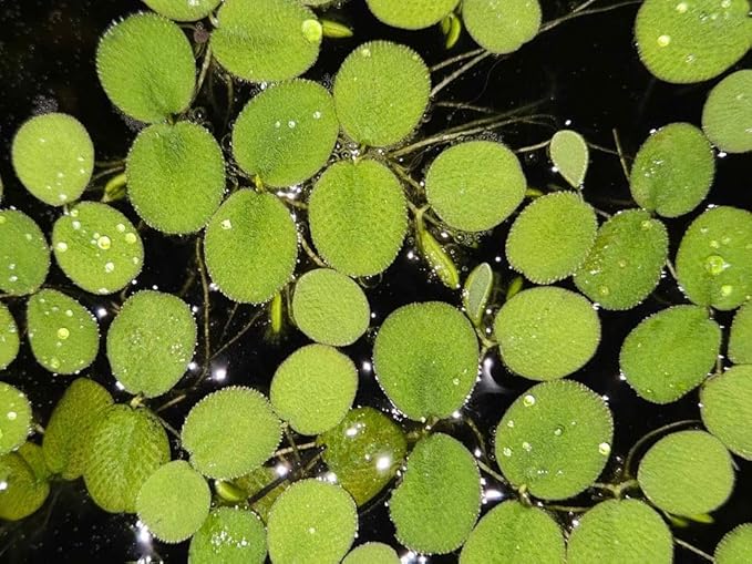 60+ Leaves Water Spangles - Salvinia Minima Floating Live Aquarium Plants