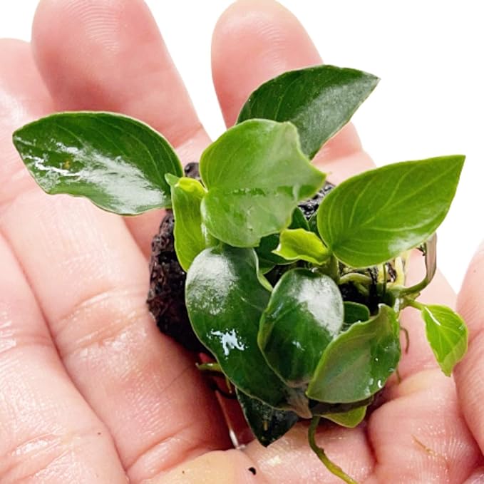 Anubias Nana On Stone Live Aquarium Plant Tropical Freshwater Decorations